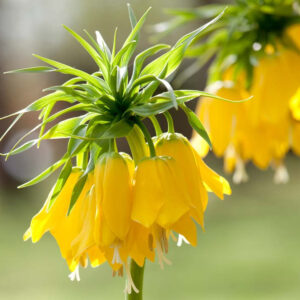 Fritillaria
