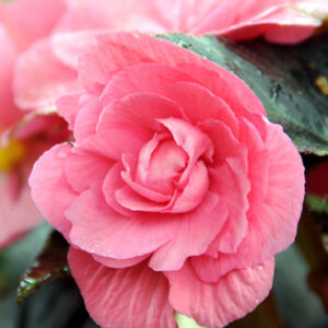 BEGONIA